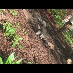 Meet your Posher, Cheyenne